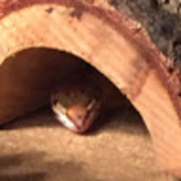 Meet your Posher, Wohlves - Picture 1 of 1